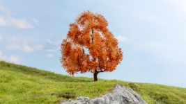 Noch 20155 - herbstlicher Ahorn, 15 cm